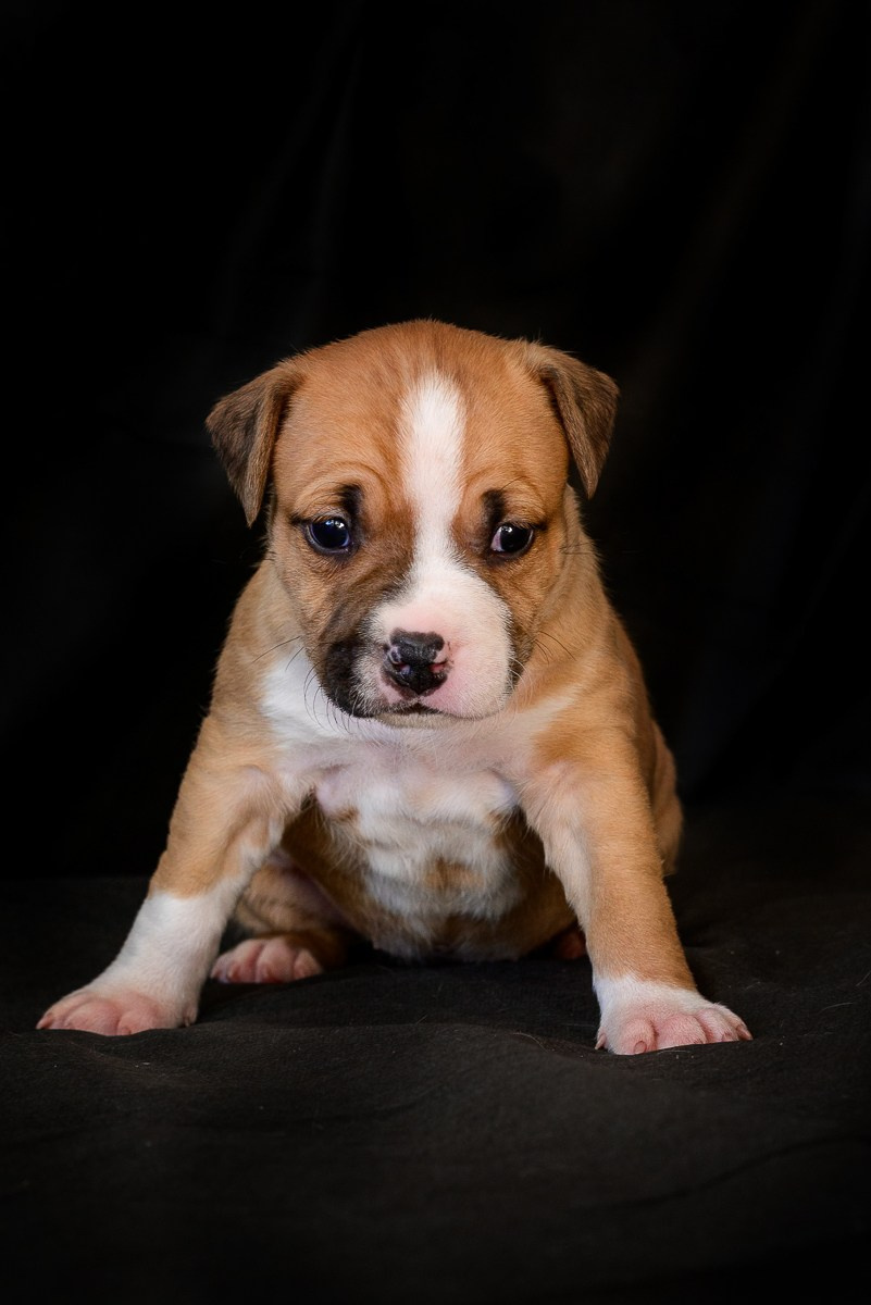 ЖЫВЁЛЫ. Вясельны і партрэтны фатограф Сяргей Клемянок