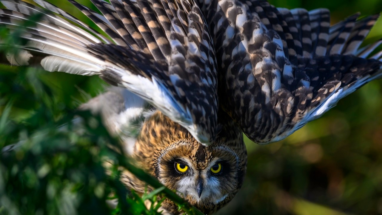 Short eared owl. Wildlife photography by Sergey Puponin