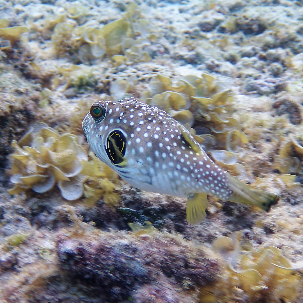 Мне посмотреть. Рыбов показываю