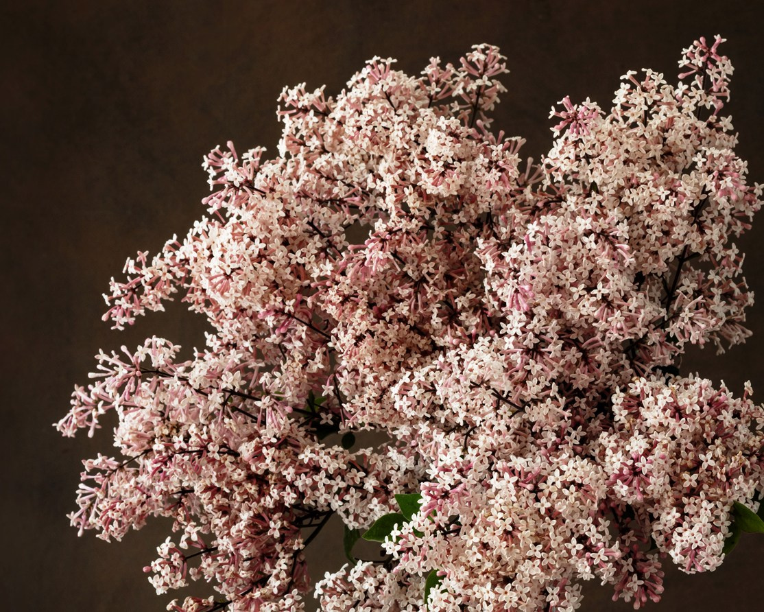 Aroma of Spring. Author’s fine art prints with international delivery