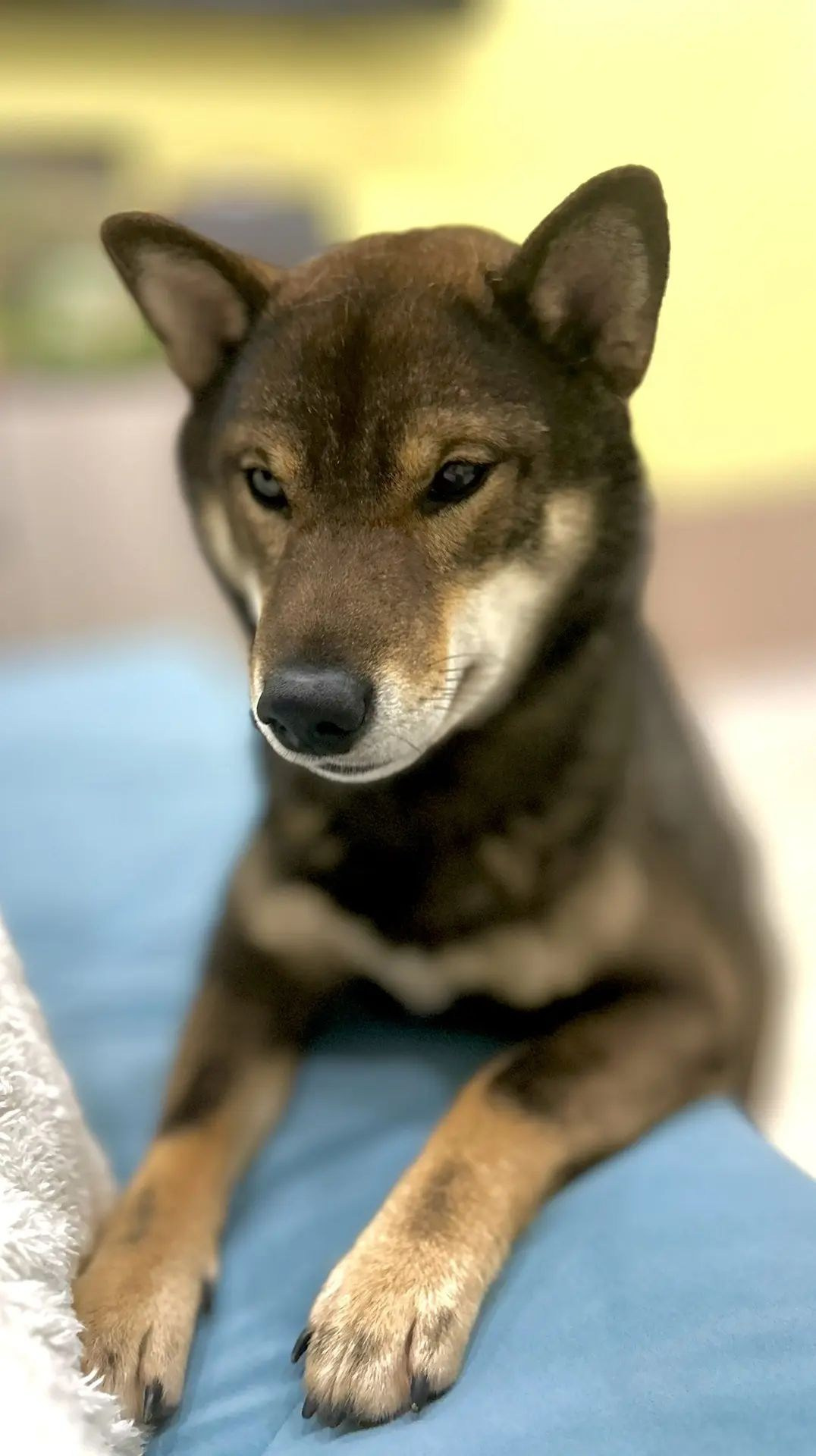 Помет Y. AMERICAN AKITA RUBYLIGHT KENNEL I SHIBA-INU