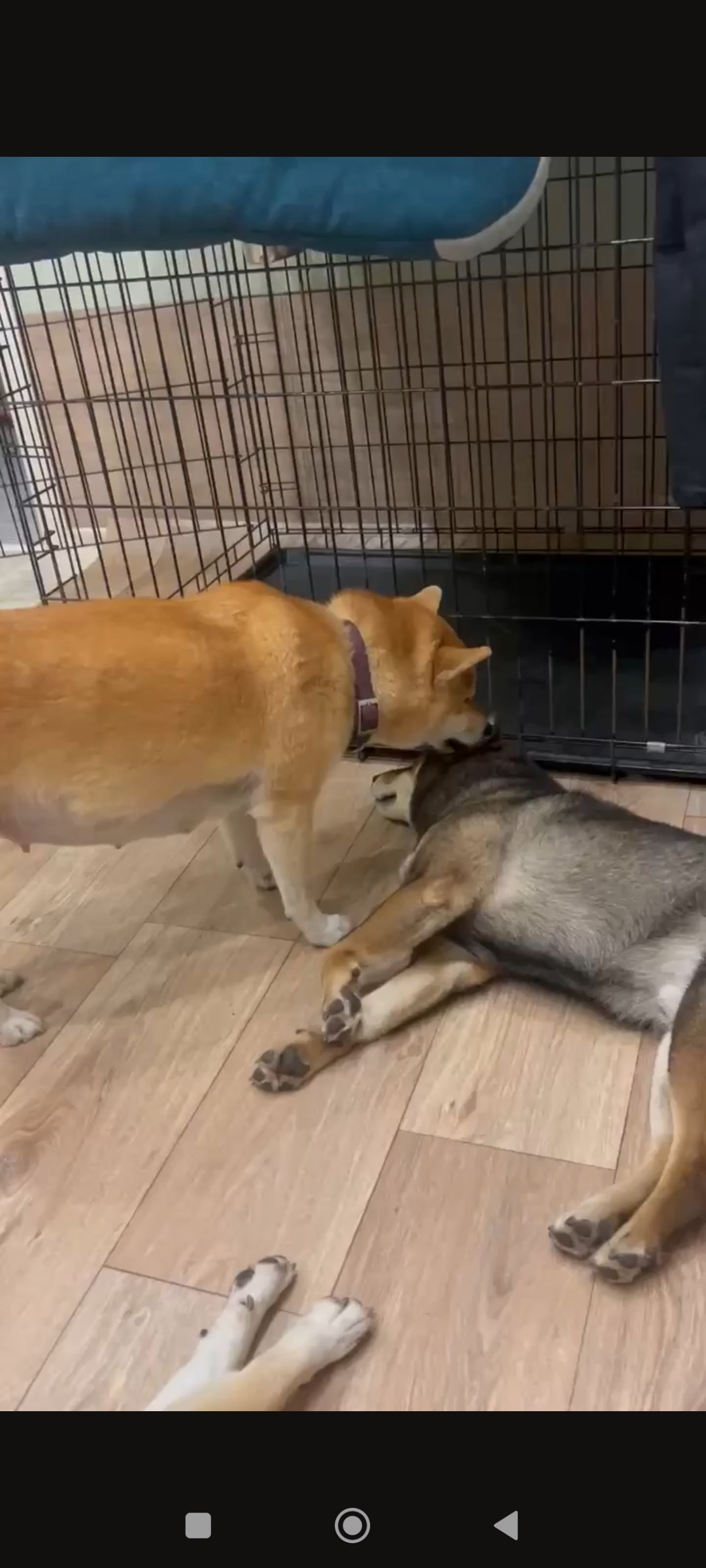 Помет Y. AMERICAN AKITA RUBYLIGHT KENNEL I SHIBA-INU