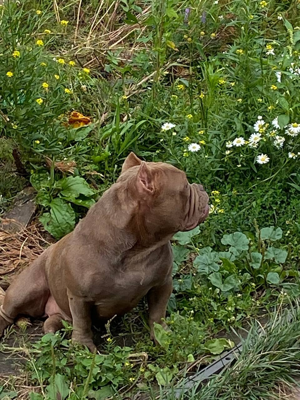 Купить Булли Уфа, Купить Американского Булли Уфа, Американский Булли Уфа, Купить щенка Булли Уфа,  Питомник Американских булли Уфа, 