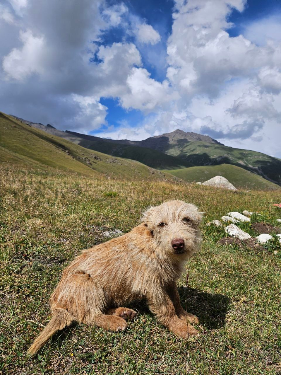 Намобилкус кавказский. Репортажный фотограф Алексей Пирязев