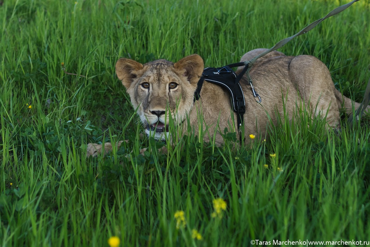 STRELKA. Репортажный и семейный фотограф в Санкт-Петербурге Тарас Марченко