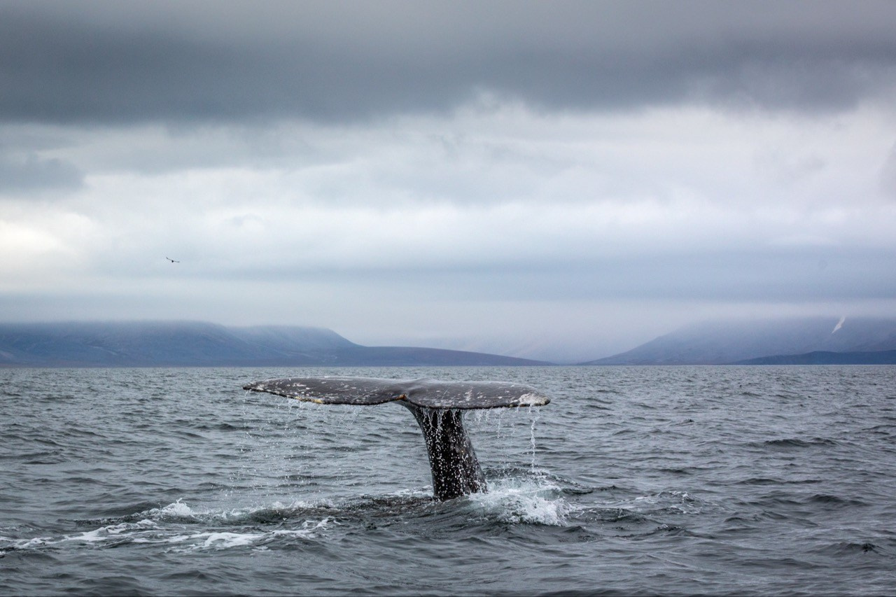 Пасмурные Хвосты Чукотки, Природа, Евгений Швец, Москва, SPC Silver