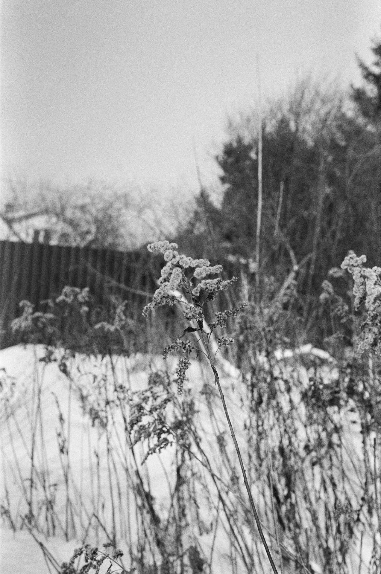 Nikon F100 — Nikon 50 1.8D / SFL Т-25 ISO 125 BW