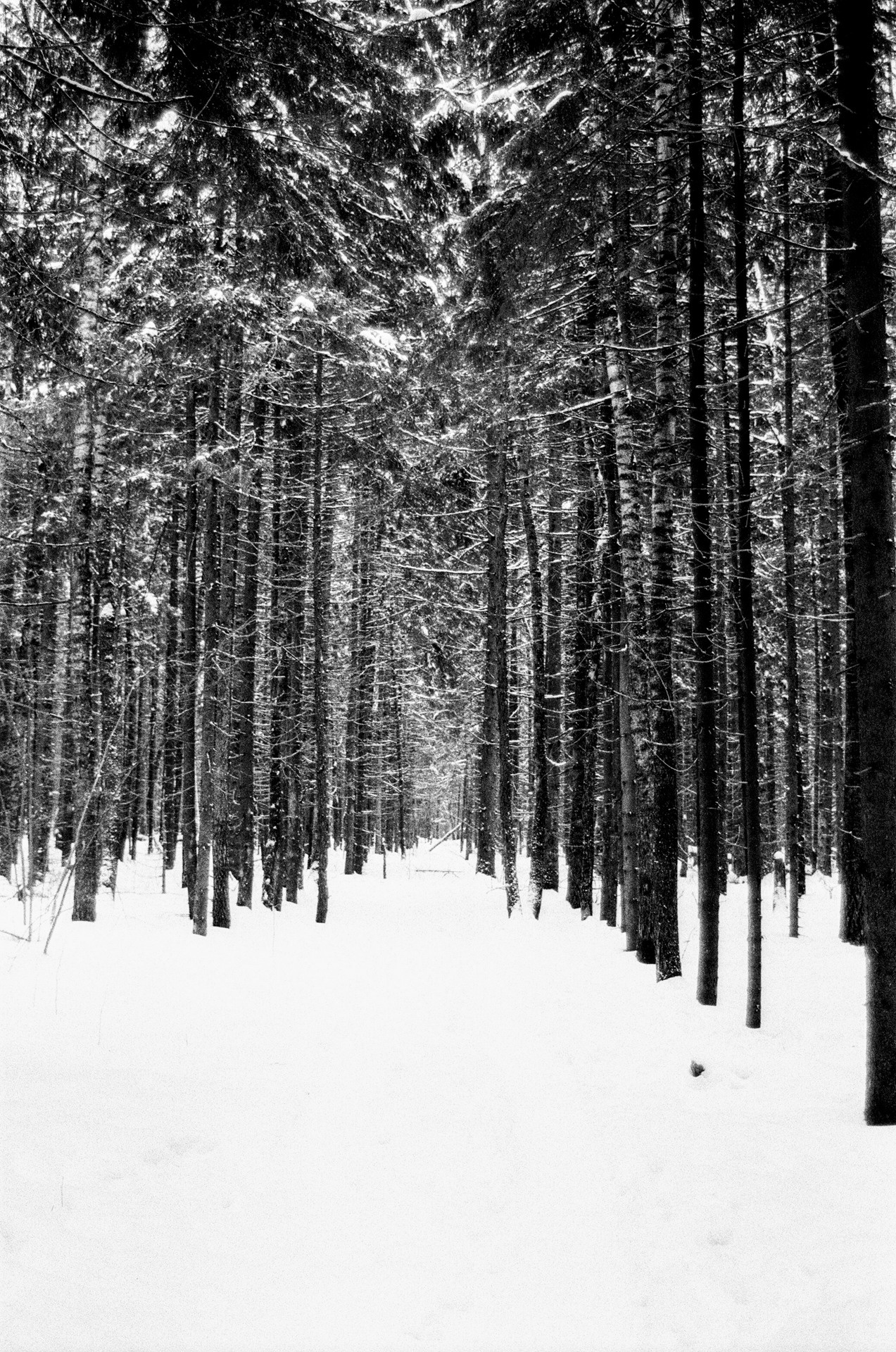 Pentax Z1-P — Pentax FA 28-70mm f4 / Kodak Double X 5222 BW ISO 250