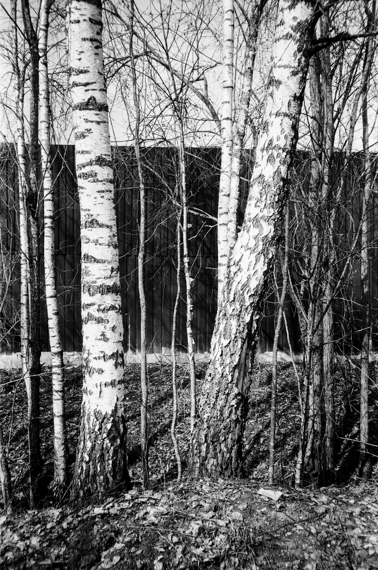 Весна на ЧБ-пленку в Подмосковье, пленка Тасма Т-25 ISO 100