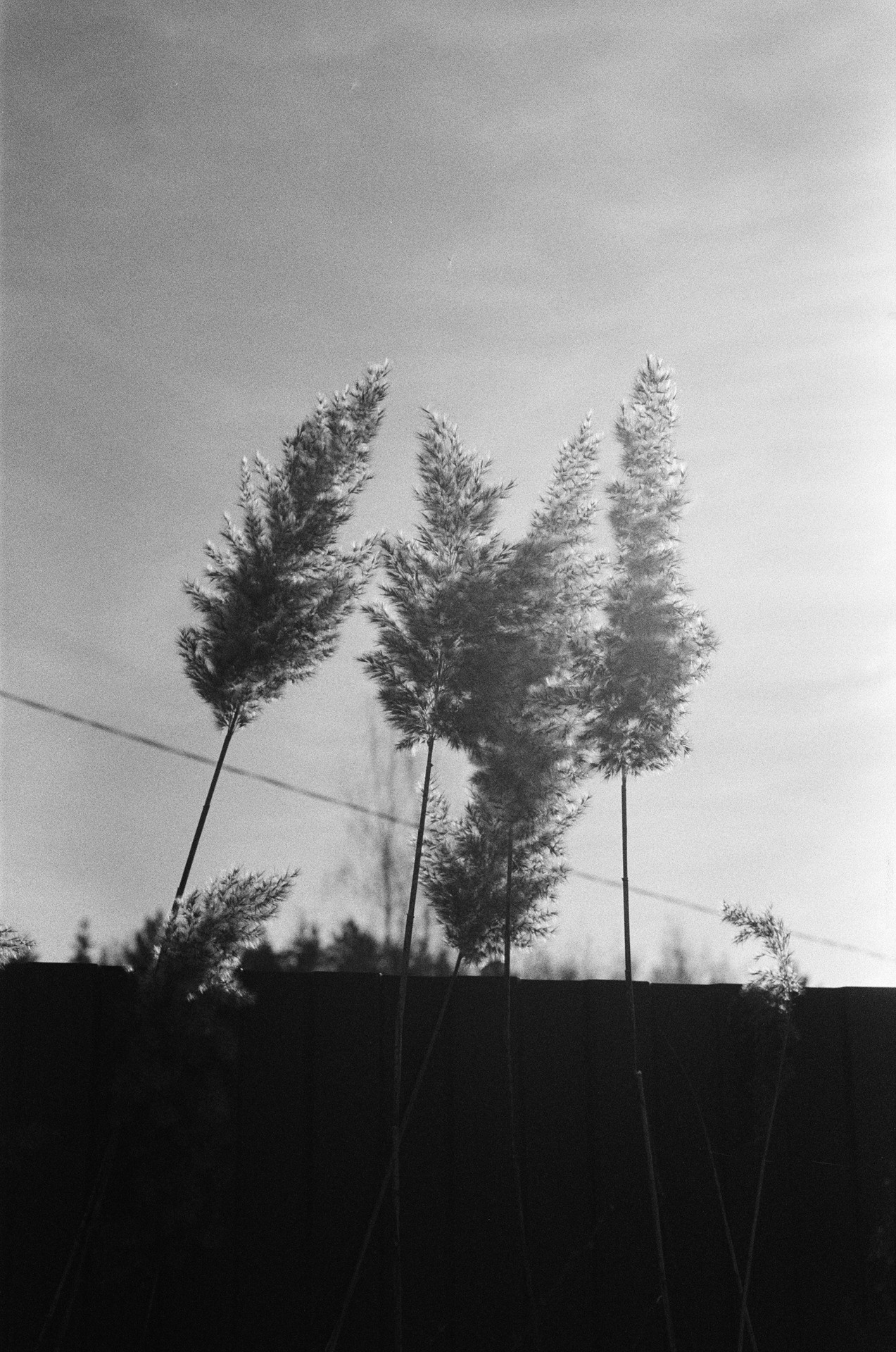 Nikon F100 — Nikon 50 1.8D / SFL Т-25 ISO 125 BW