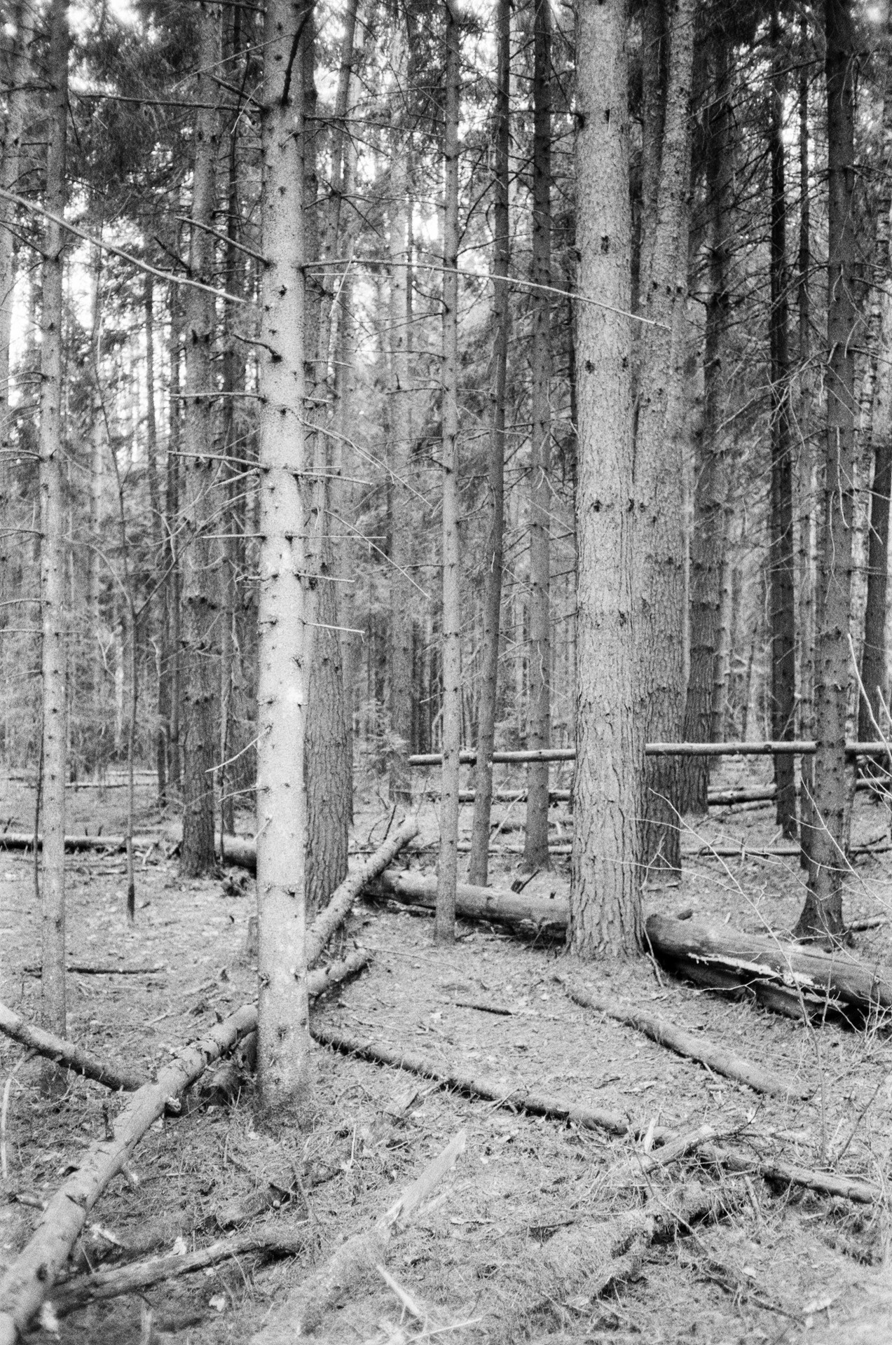 Весна на ЧБ-пленку в Подмосковье, пленка Тасма Т-25 ISO 100