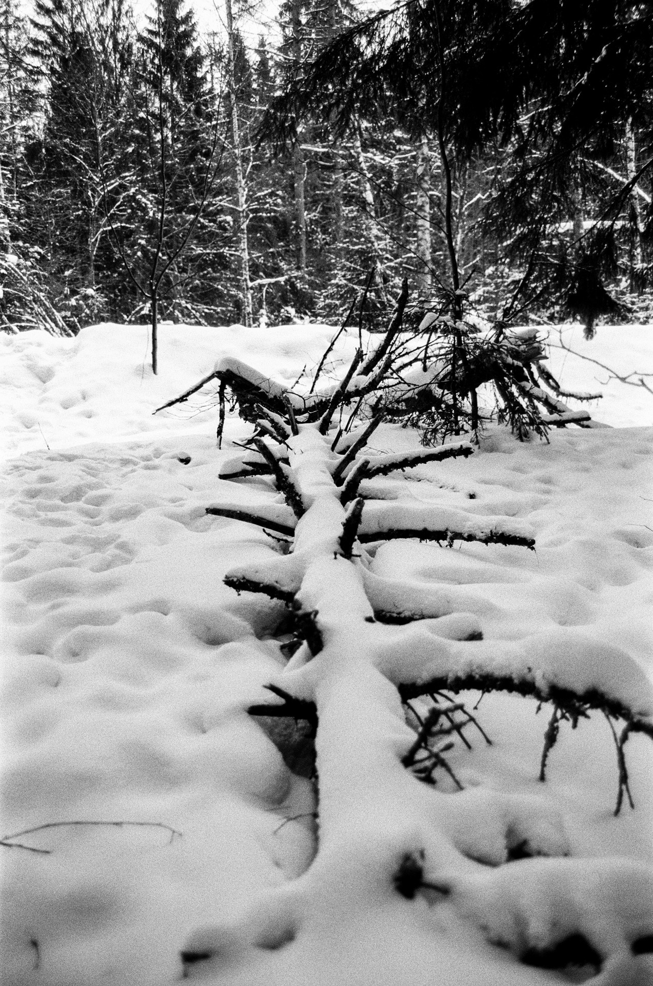 Pentax Z1-P — Pentax FA 28-70mm f4 / Kodak Double X 5222 BW ISO 250