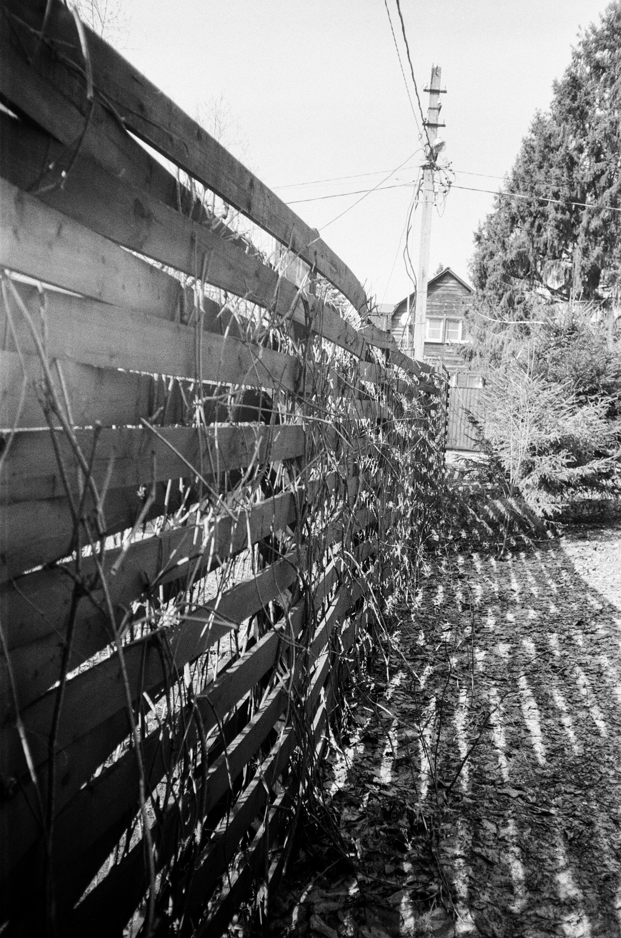 Весна на ЧБ-пленку в Подмосковье, пленка Тасма Т-25 ISO 100