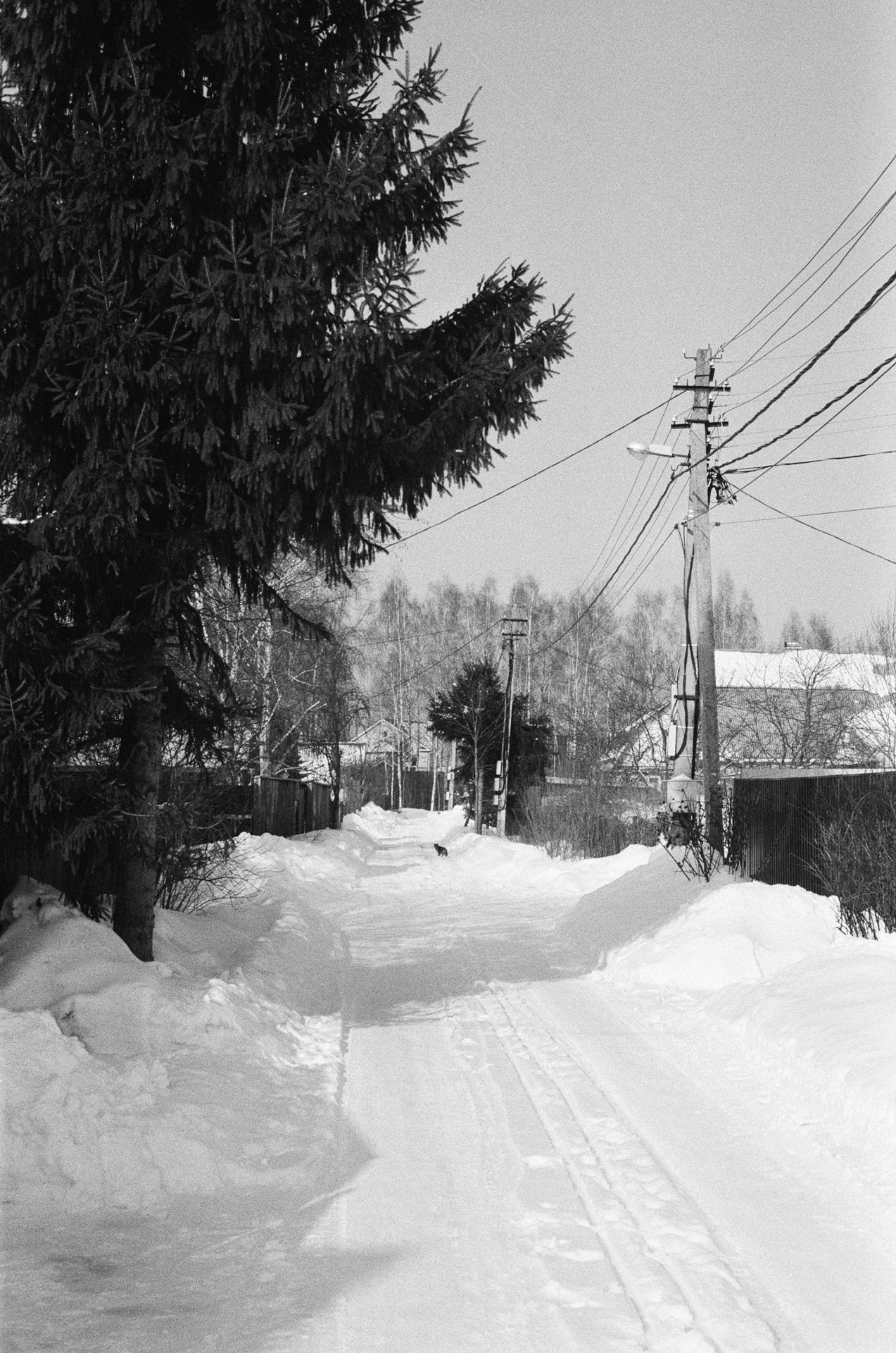 Nikon F100 — Nikon 50 1.8D / SFL Т-25 ISO 125 BW