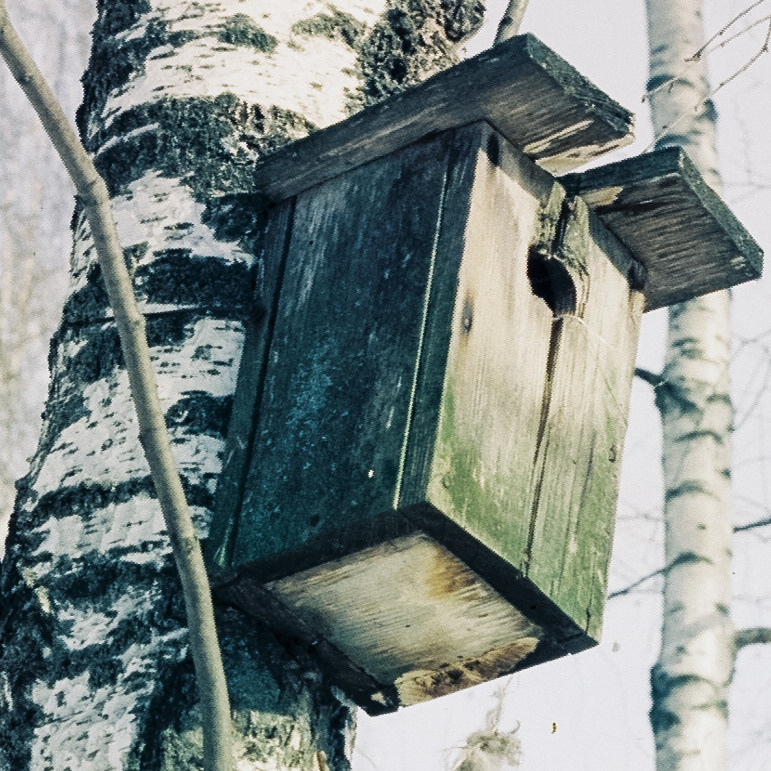 Kodak Vision 3 250D / Yashica Mat 124