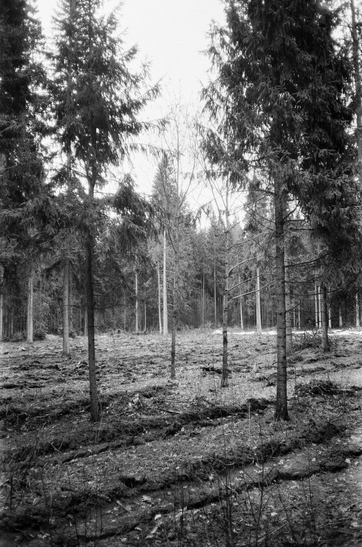 Весна на ЧБ-пленку в Подмосковье, пленка Тасма Т-25 ISO 100