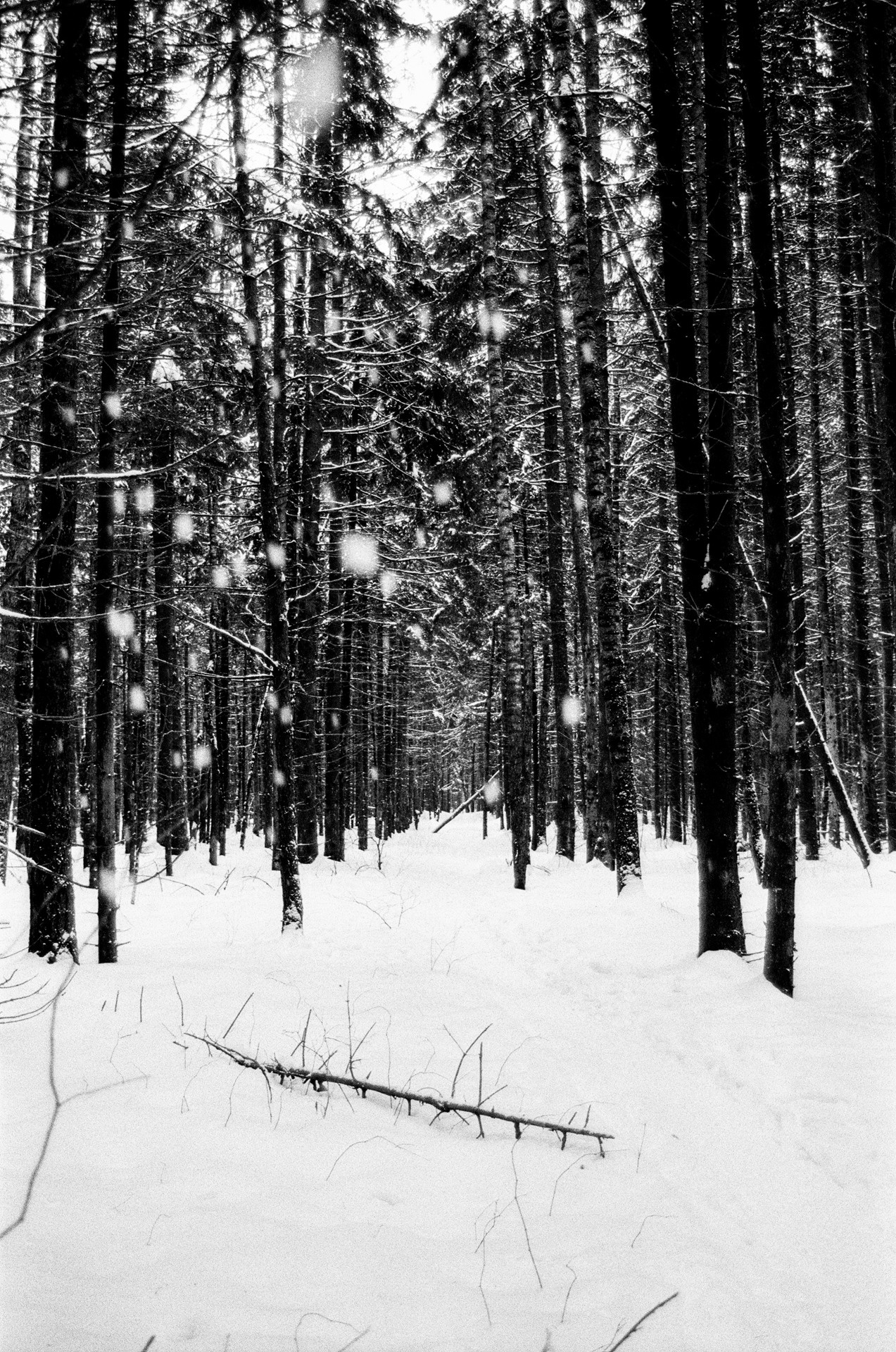 Pentax Z1-P — Pentax FA 28-70mm f4 / Kodak Double X 5222 BW ISO 250