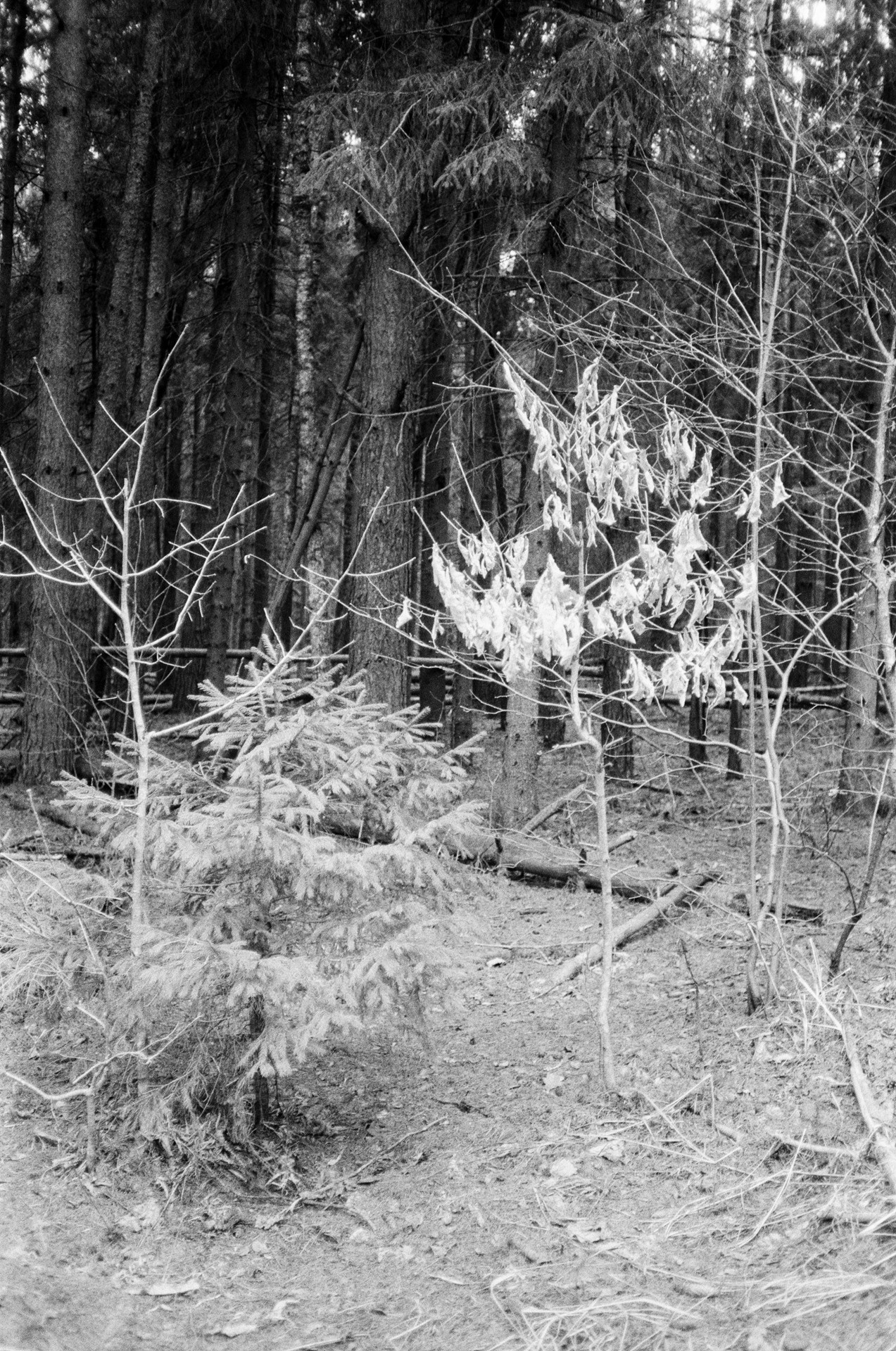 Весна на ЧБ-пленку в Подмосковье, пленка Тасма Т-25 ISO 100