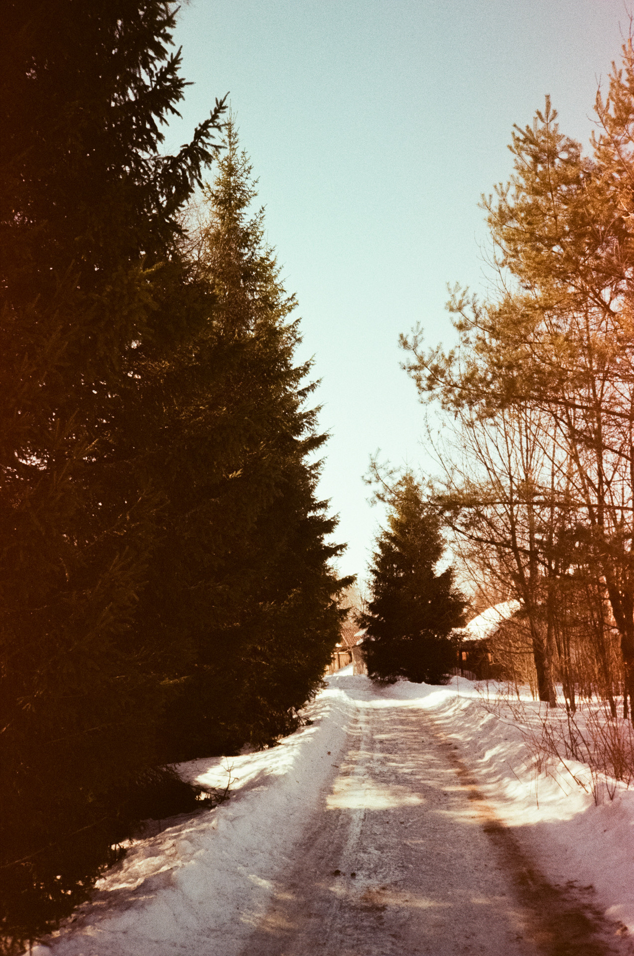 Kodak Gold 200 at ISO 100 / Fuji DL300