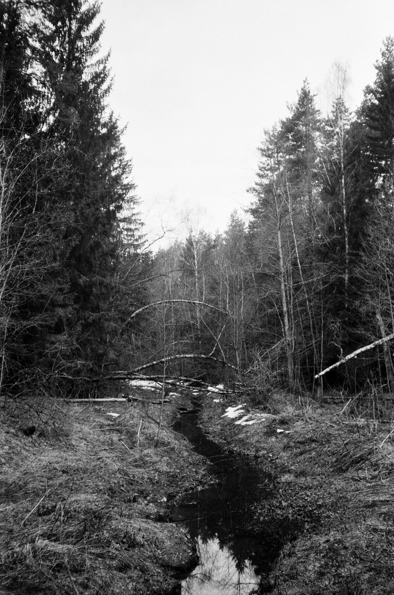 Весна на ЧБ-пленку в Подмосковье, пленка Тасма Т-25 ISO 100