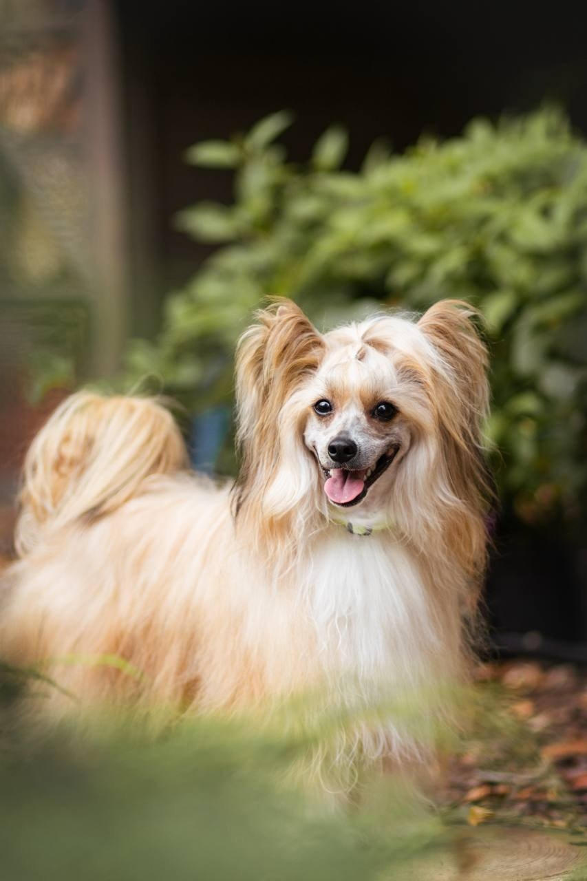Poale Ell Veles. Chinese Crested Dog Kennel Poale Ell