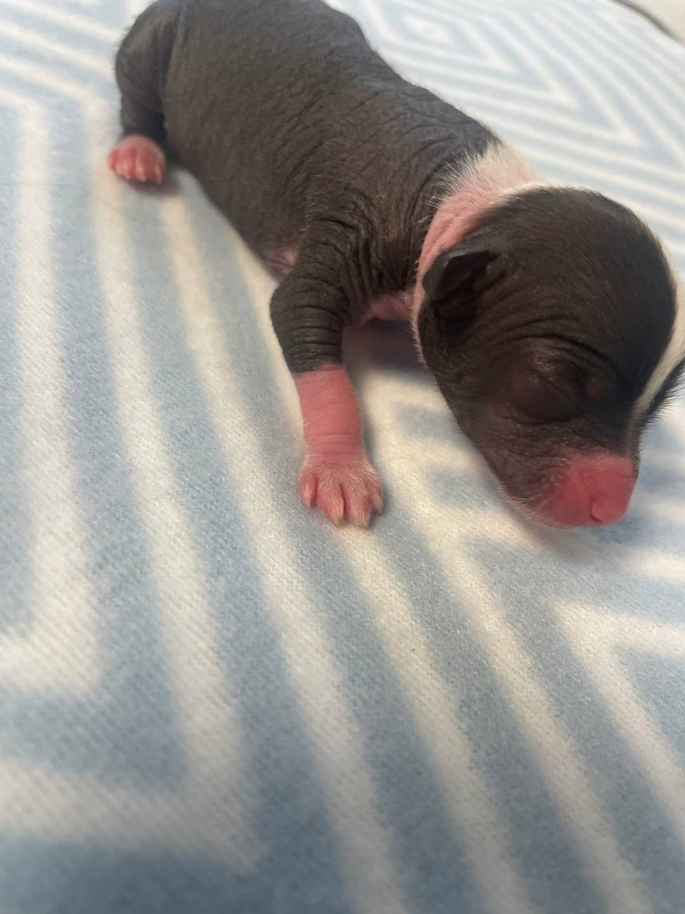 D2 День Рождения