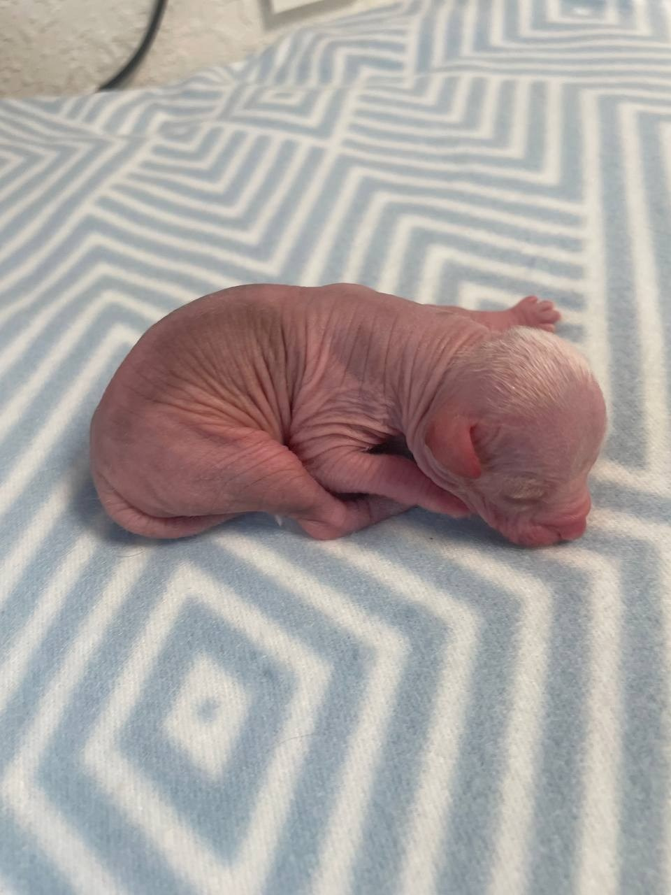 D1 День Рождения