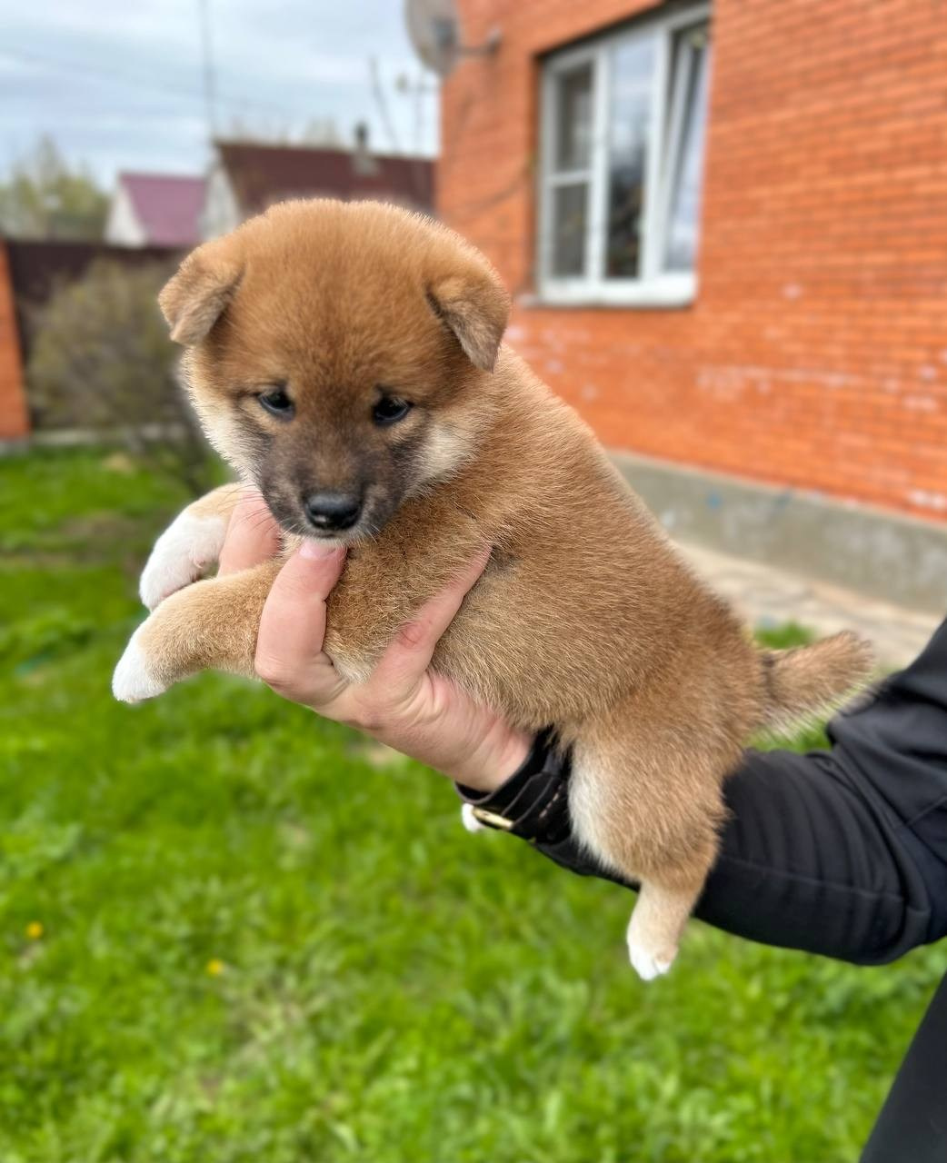 Сиба Rubylight Fumiko питомник Рубилайт