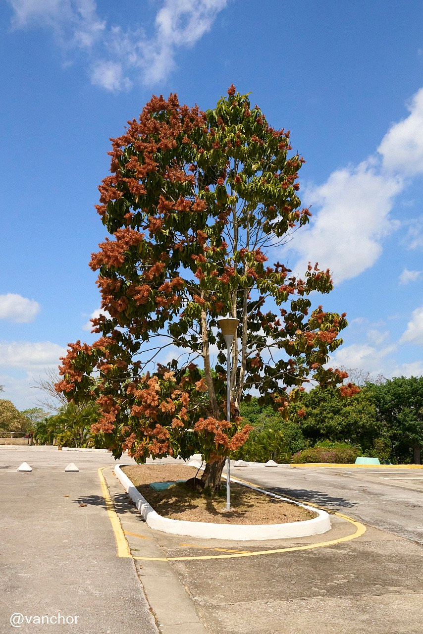 Кубинские зарисовки. Объектив бродяги