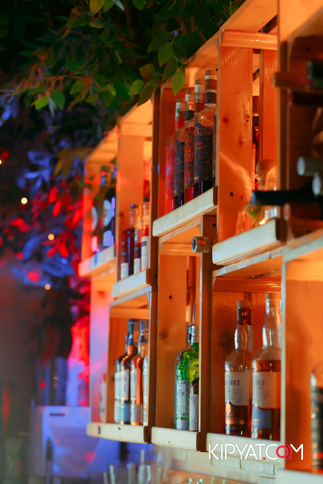 УХО И МЕДВЕДЬ НА САИНА. КИПЯТКОМ АЛМАТЫ!