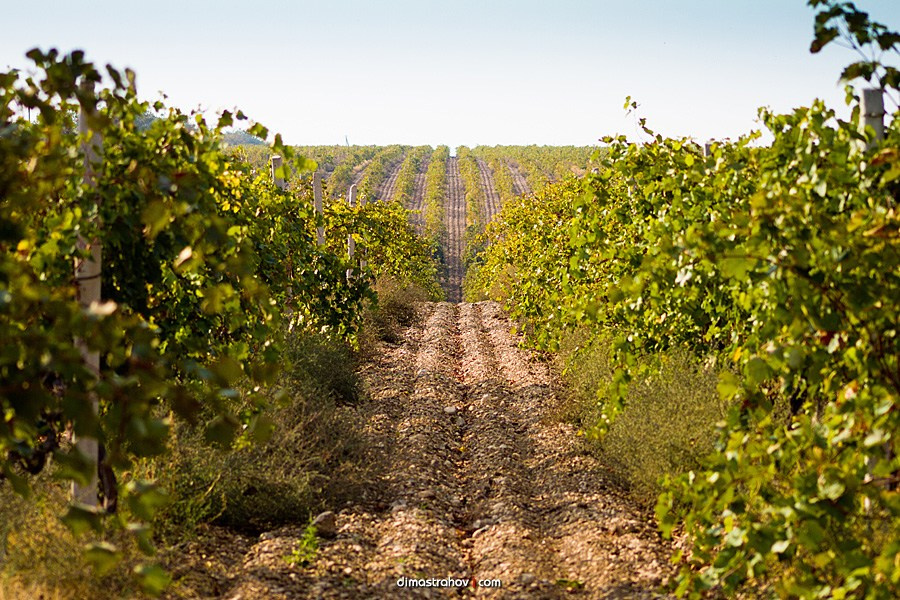 Винзавод Качинский +. Свадебный фотограф, фотосъемка в Крыму, Севастополе, Симферополе, Ялте