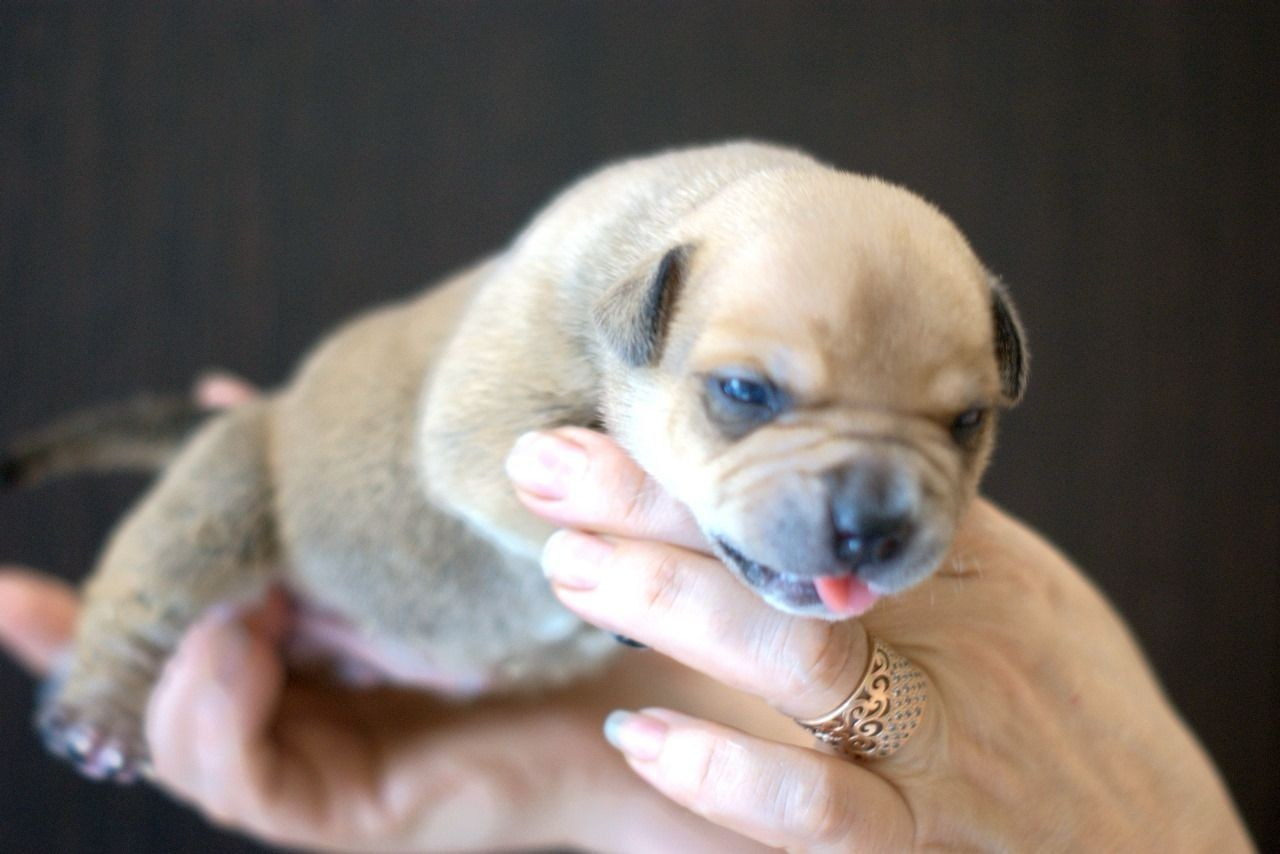 Дети Савана. ПИТОМНИК СОБАК ПОРОДЫ АМЕРИКАНСКИЙ БУЛЛИ