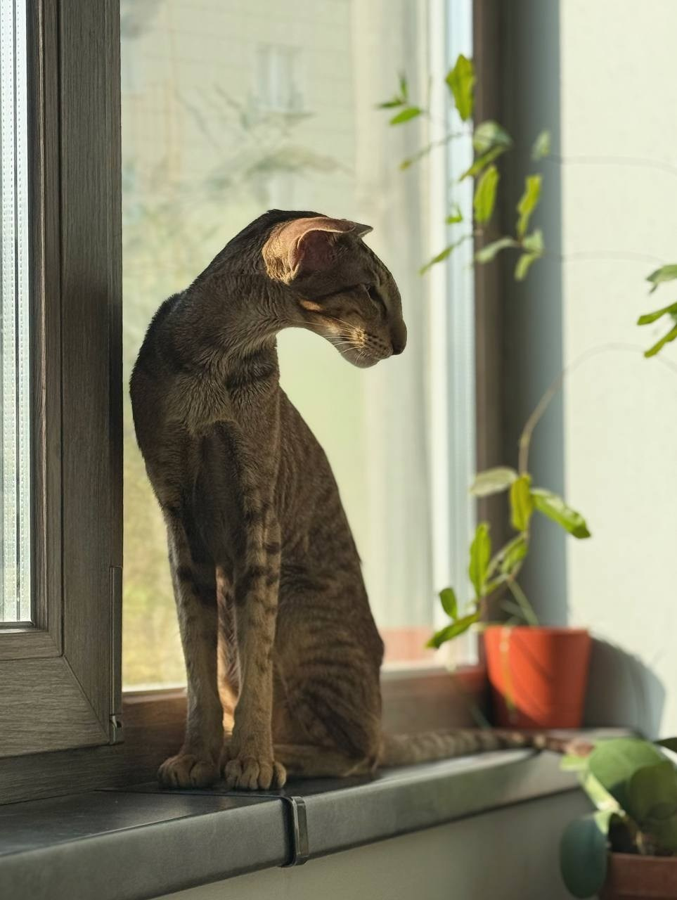 Ориентальные кошки