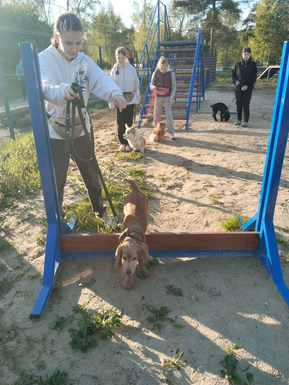 Практические занятия по дрессировке. НРОО КЦ "Собаковод"