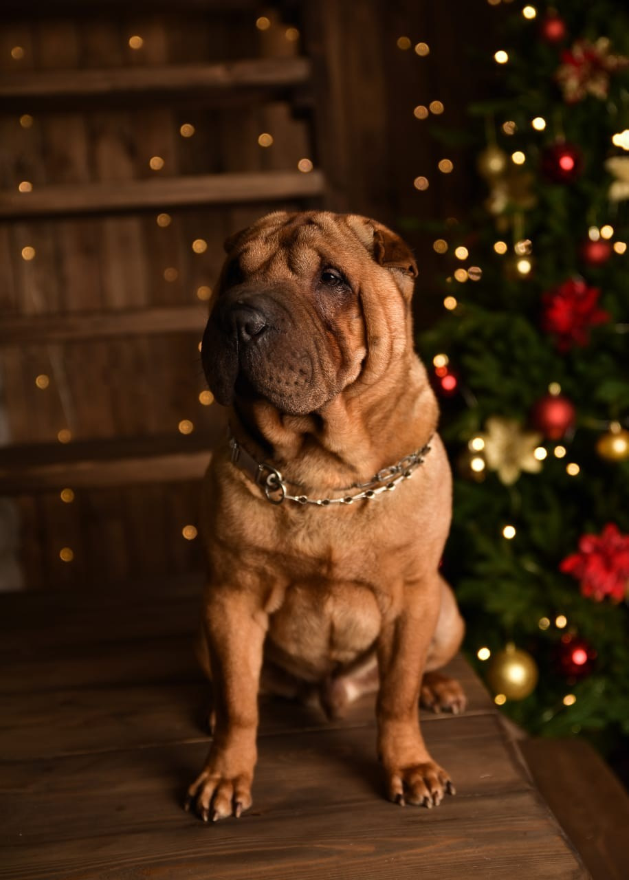 Питомник собак Иркутск