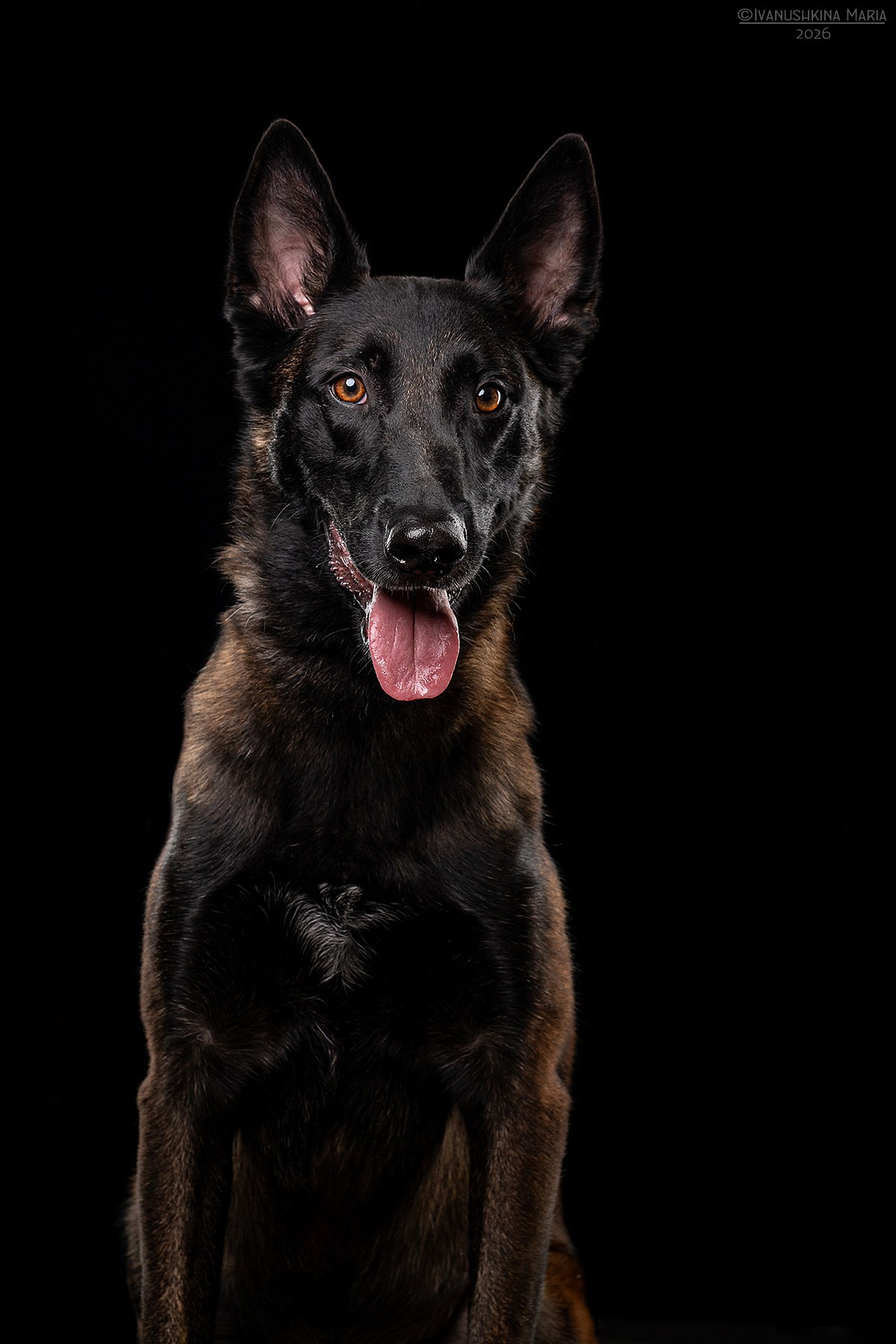 Фотосессия собаки в студии. Фотограф собак в Москве и Московской области Иванушкина Мария