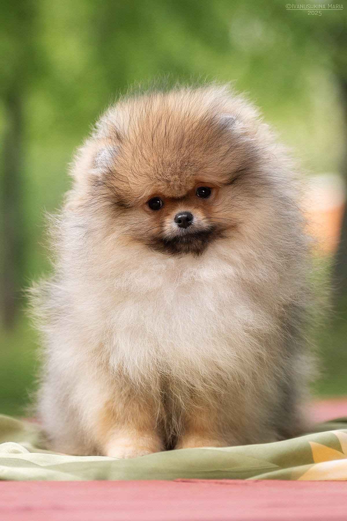 Фотосессия щенков на продажу. Фотограф собак в Москве и Московской области Иванушкина Мария