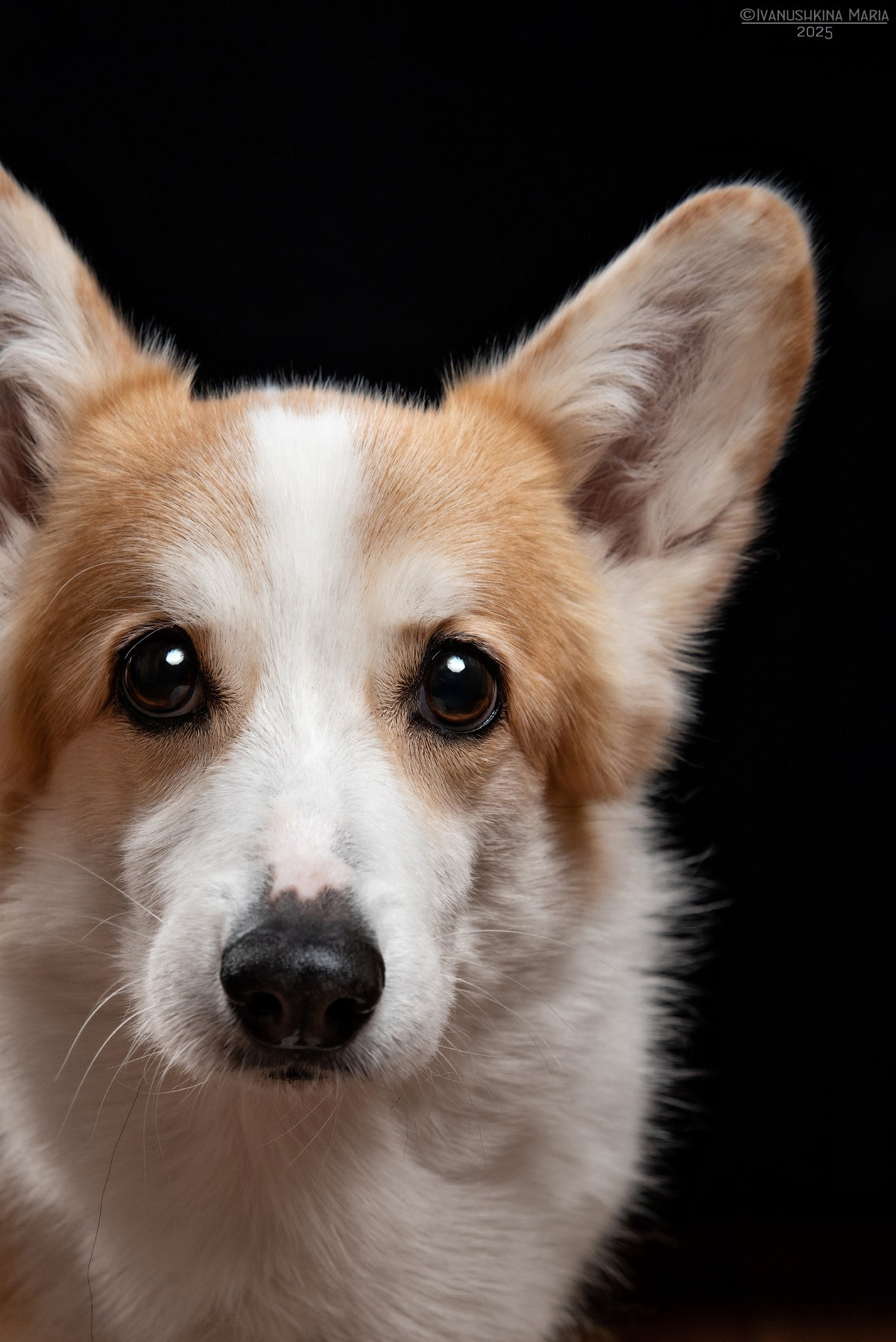 Фотосессия собаки в студии. Фотограф собак в Москве и Московской области Иванушкина Мария