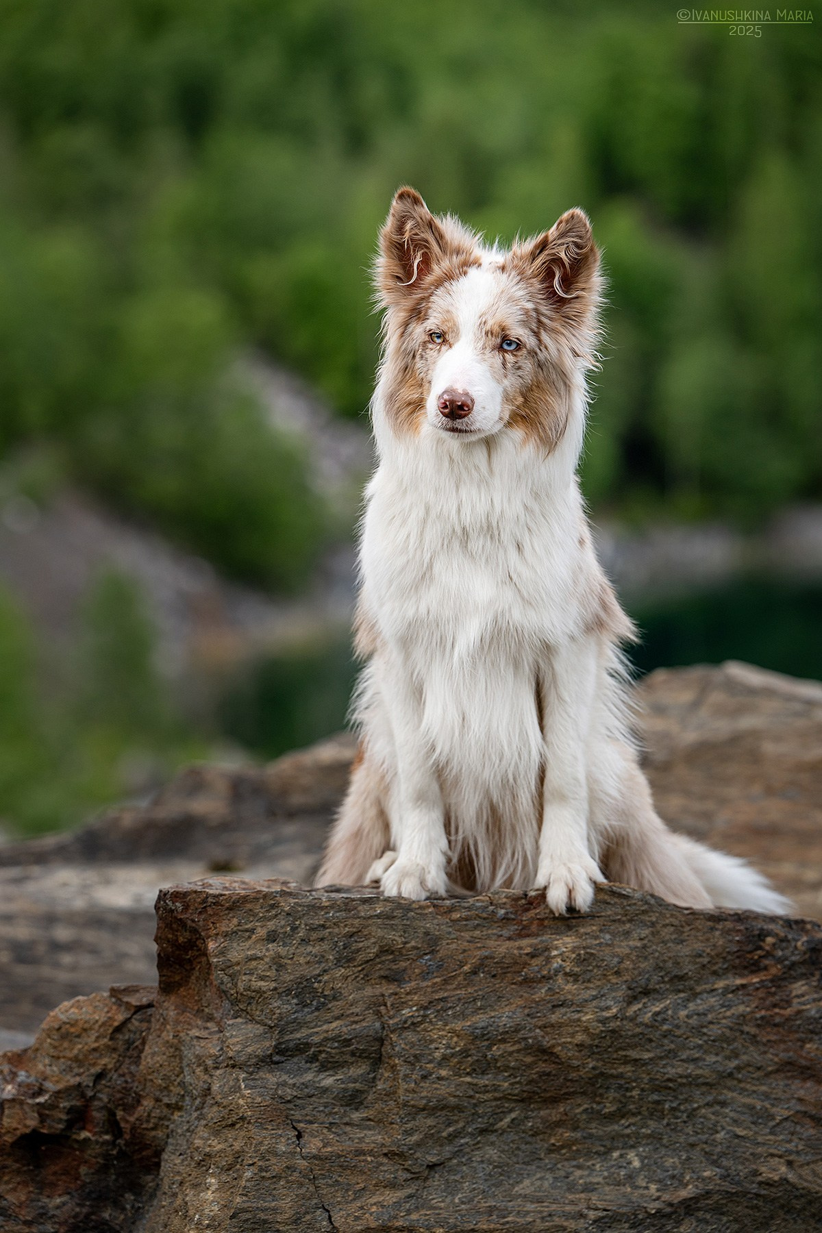 Фотограф-анималист. Фотограф собак в Москве и Московской области Иванушкина Мария