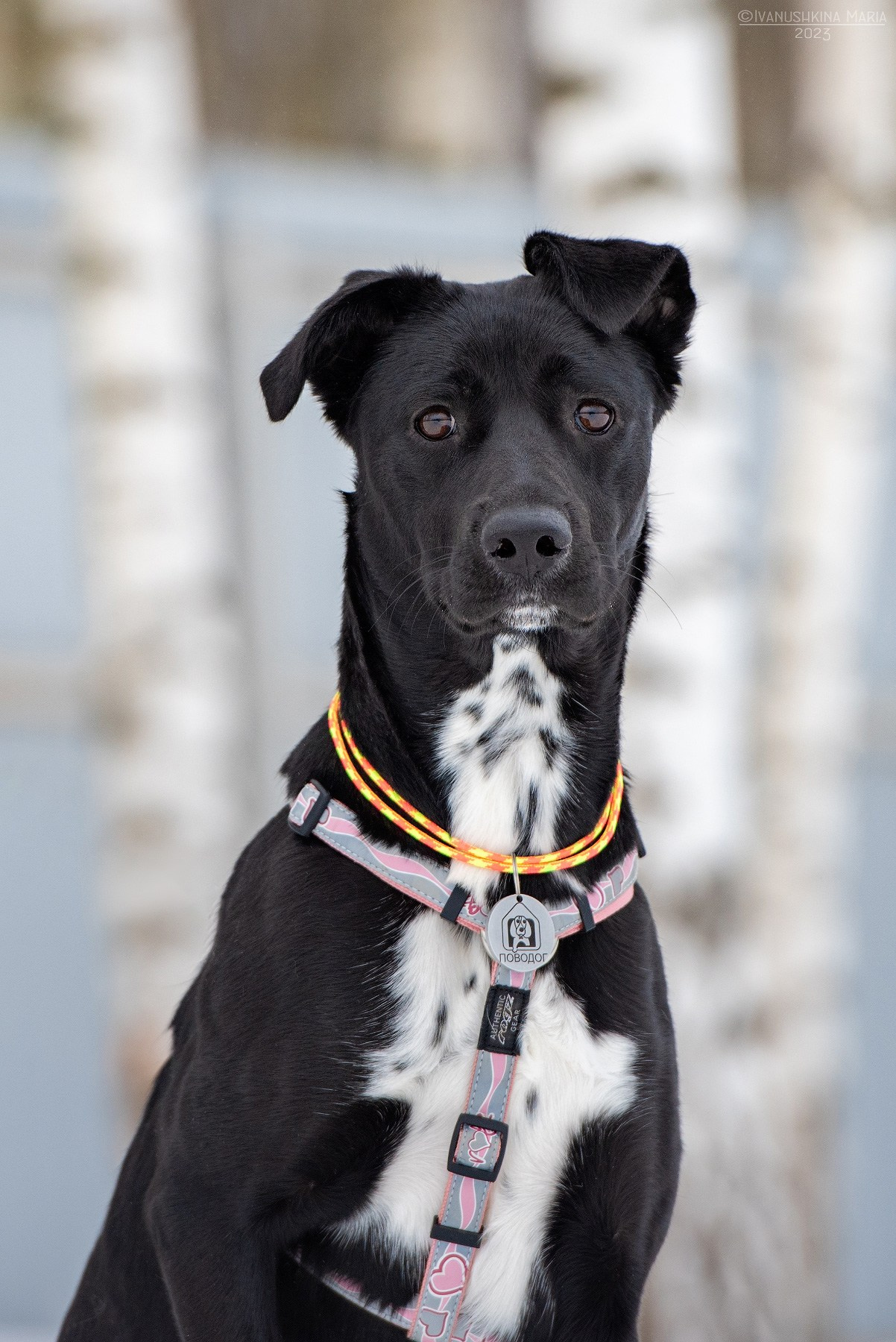 Пиарные фотосессии собак на пристройство. Фотограф собак в Москве и Московской области Иванушкина Мария
