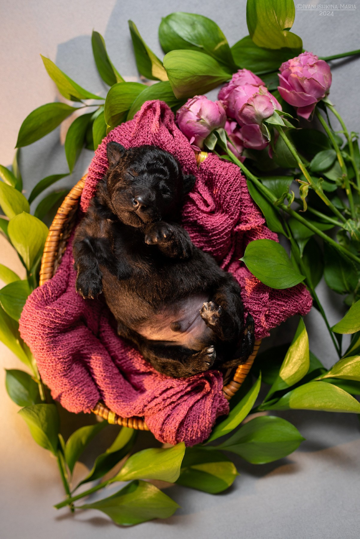 Ньюборн фотосессия щенков. Фотограф собак в Москве и Московской области Иванушкина Мария