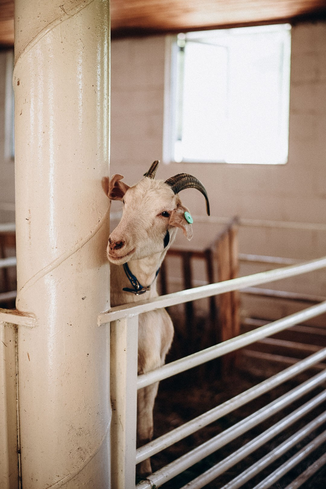 Эко-парк Каткова. Фотограф в Сочи — Маргарита Поганова