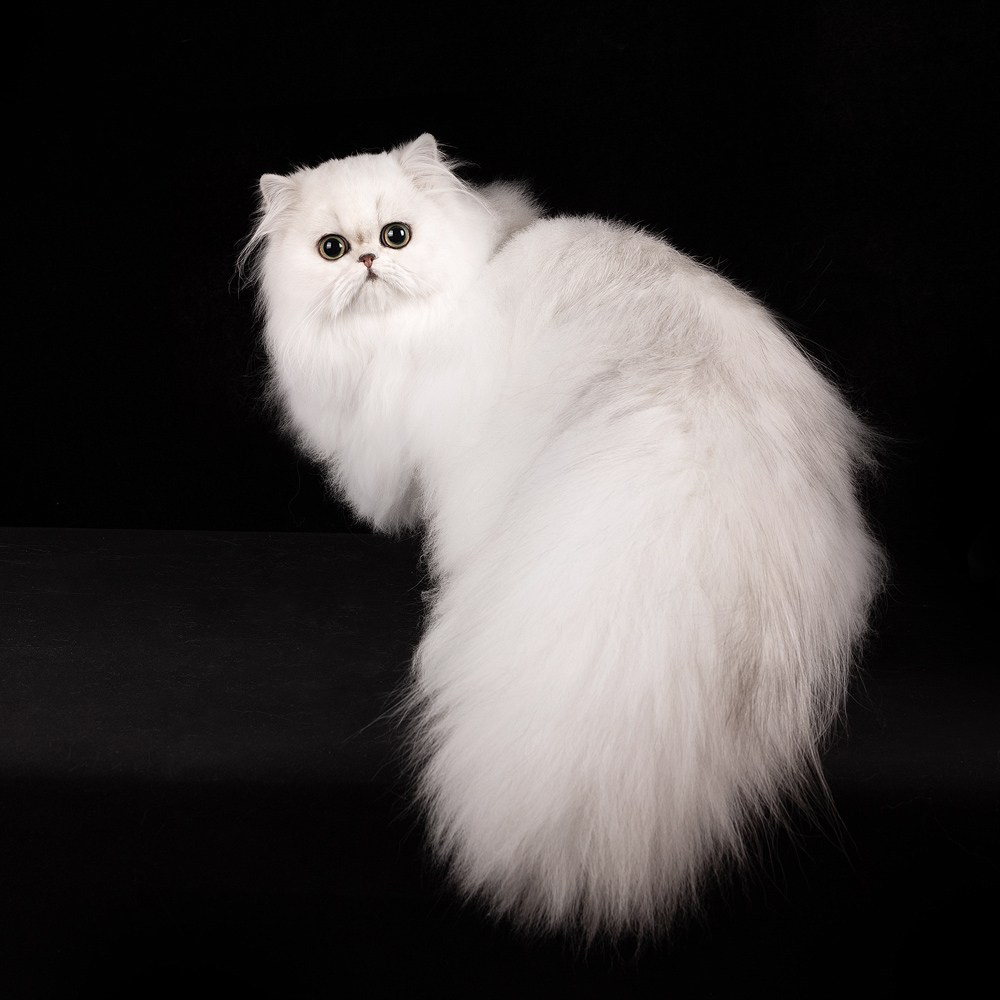 Фотосъемка кошек. Фотограф-анималист Natalia Deingel | Фотосъемка собак в Москве