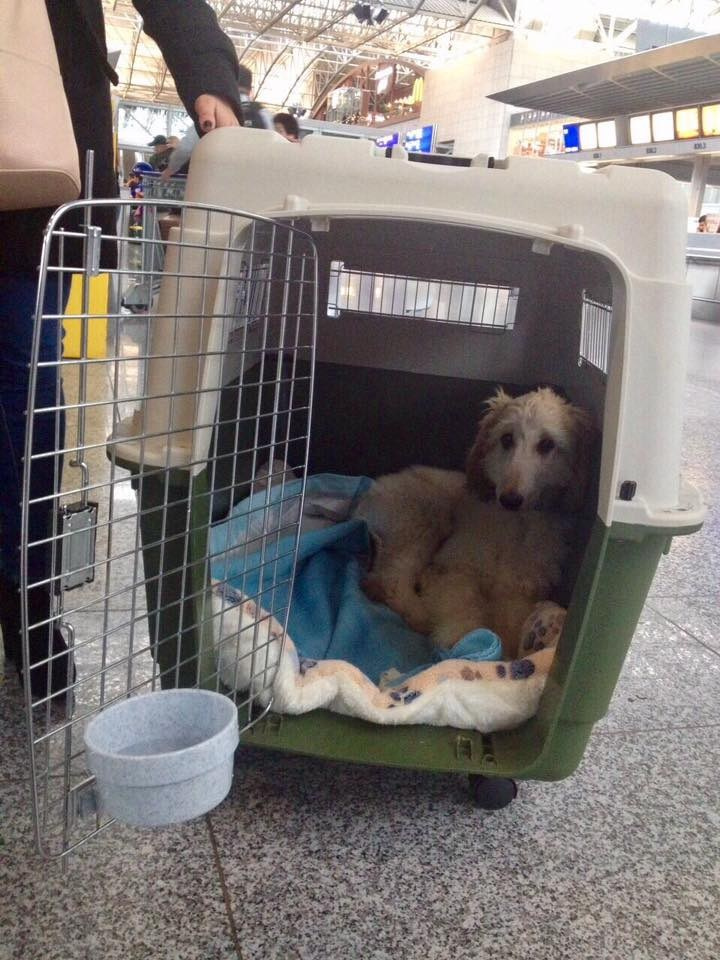 LYCORIS DREAMS BLUE DIAMOND «Evian». Профессиональный питомник левреток РКФ/FCI ASTI SAPPHIRE 💎 Сочи|Санкт-Петербург