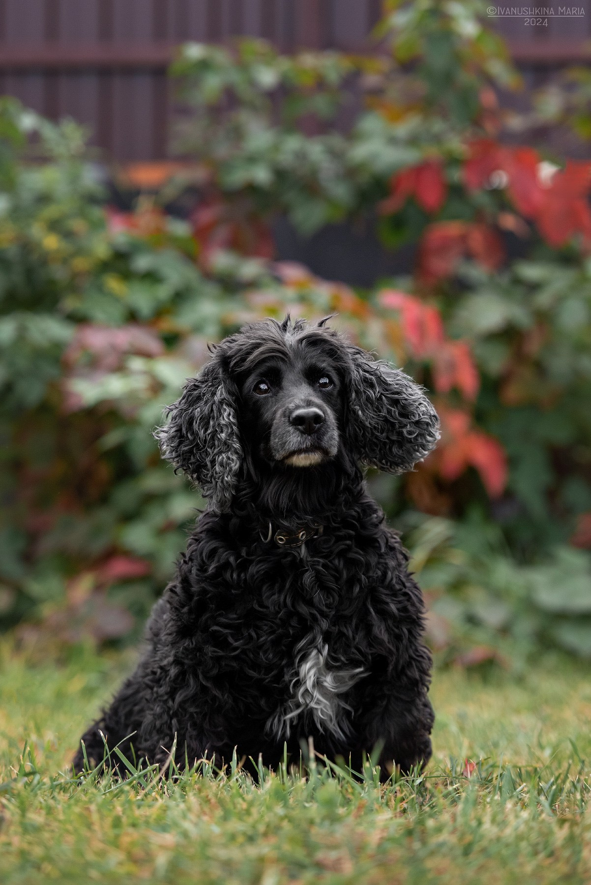 Фотограф-анималист. Фотограф собак в Москве и Московской области Иванушкина Мария
