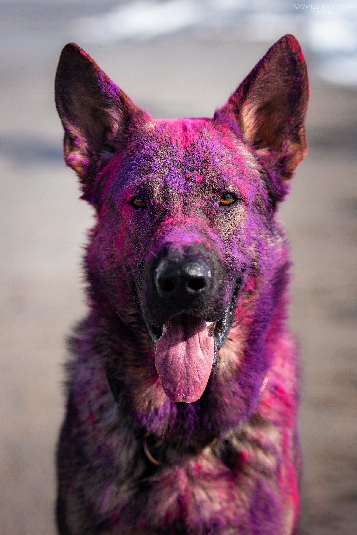 Фотосессия собаки с красками холи. Фотограф собак в Москве и Московской области Иванушкина Мария