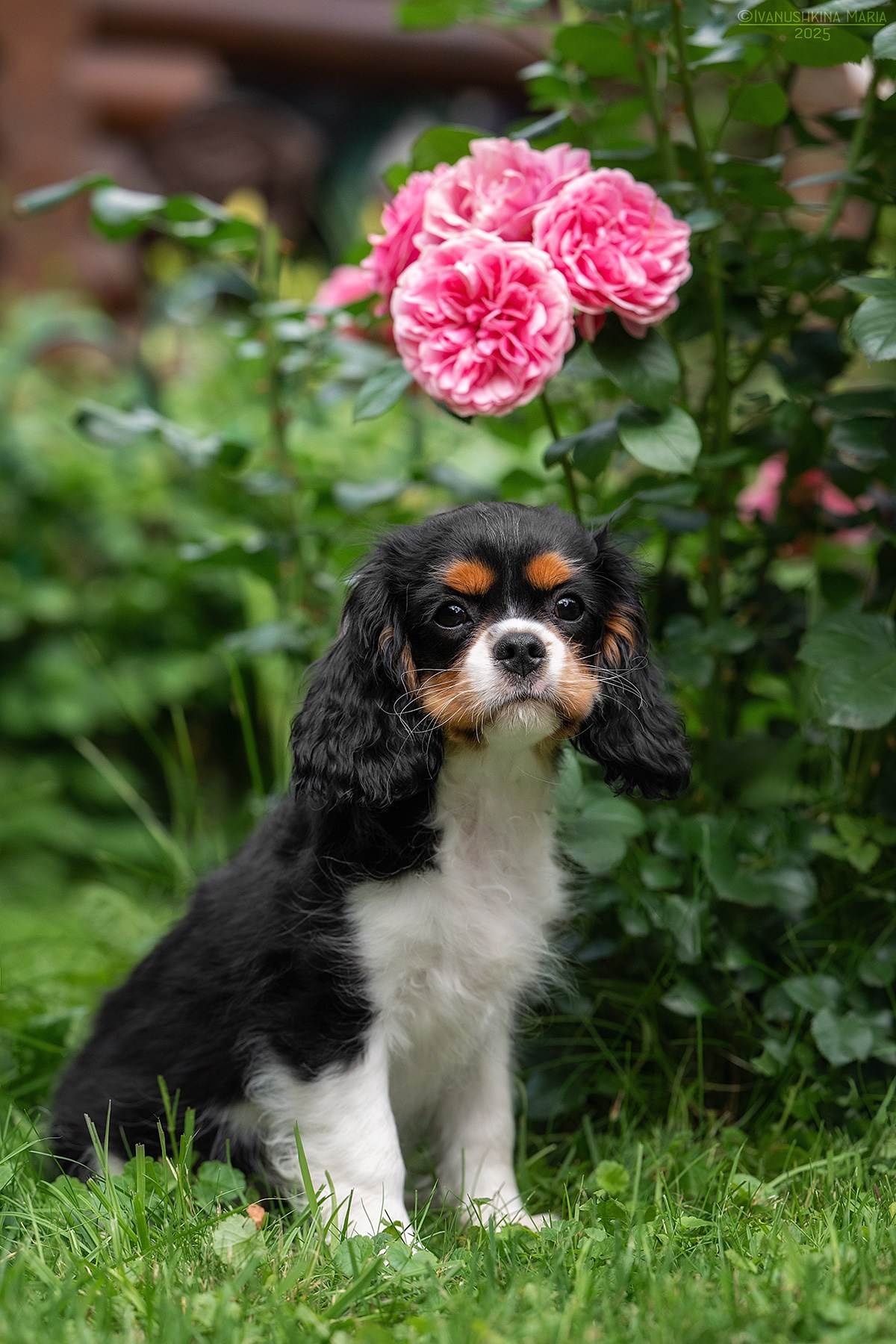 Фотосессия щенков на продажу. Фотограф собак в Москве и Московской области Иванушкина Мария
