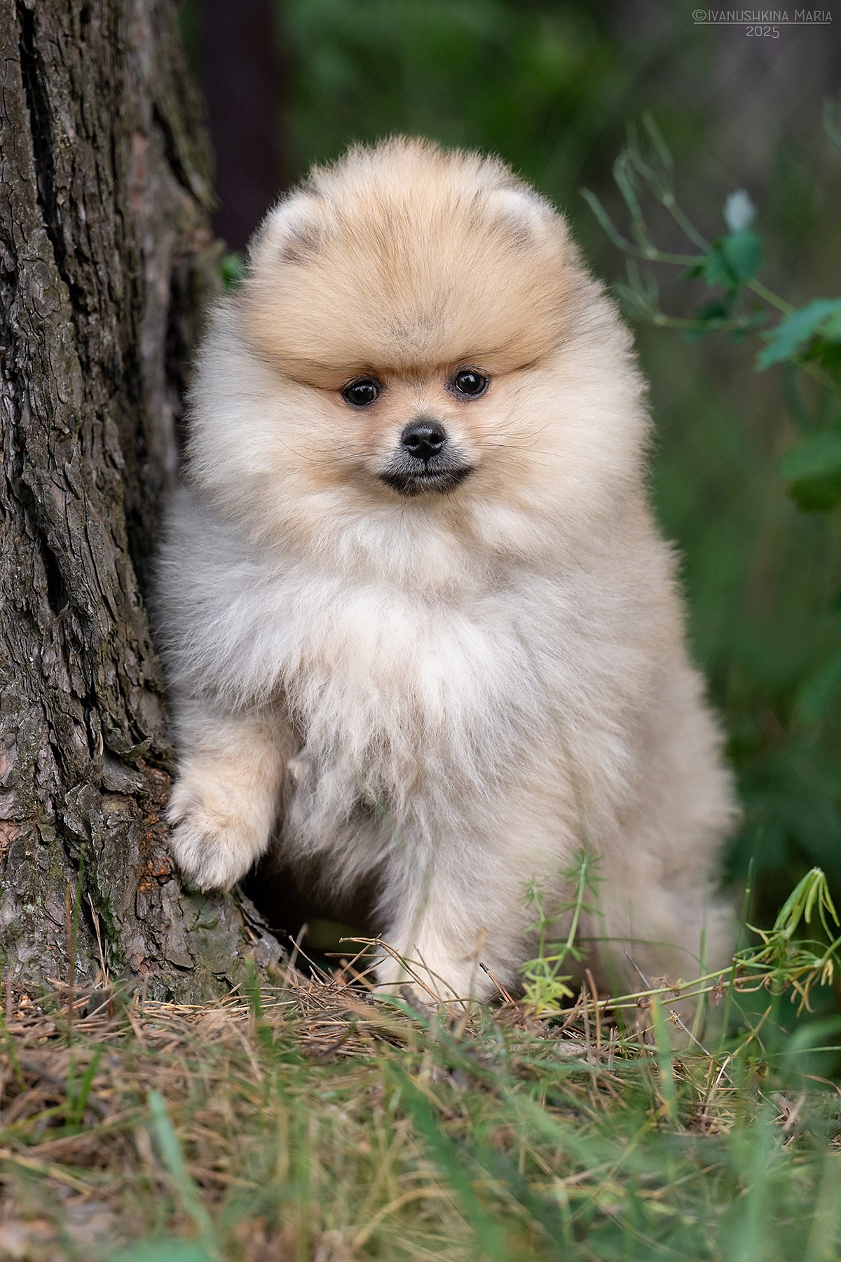 Фотосессия щенков на продажу. Фотограф собак в Москве и Московской области Иванушкина Мария