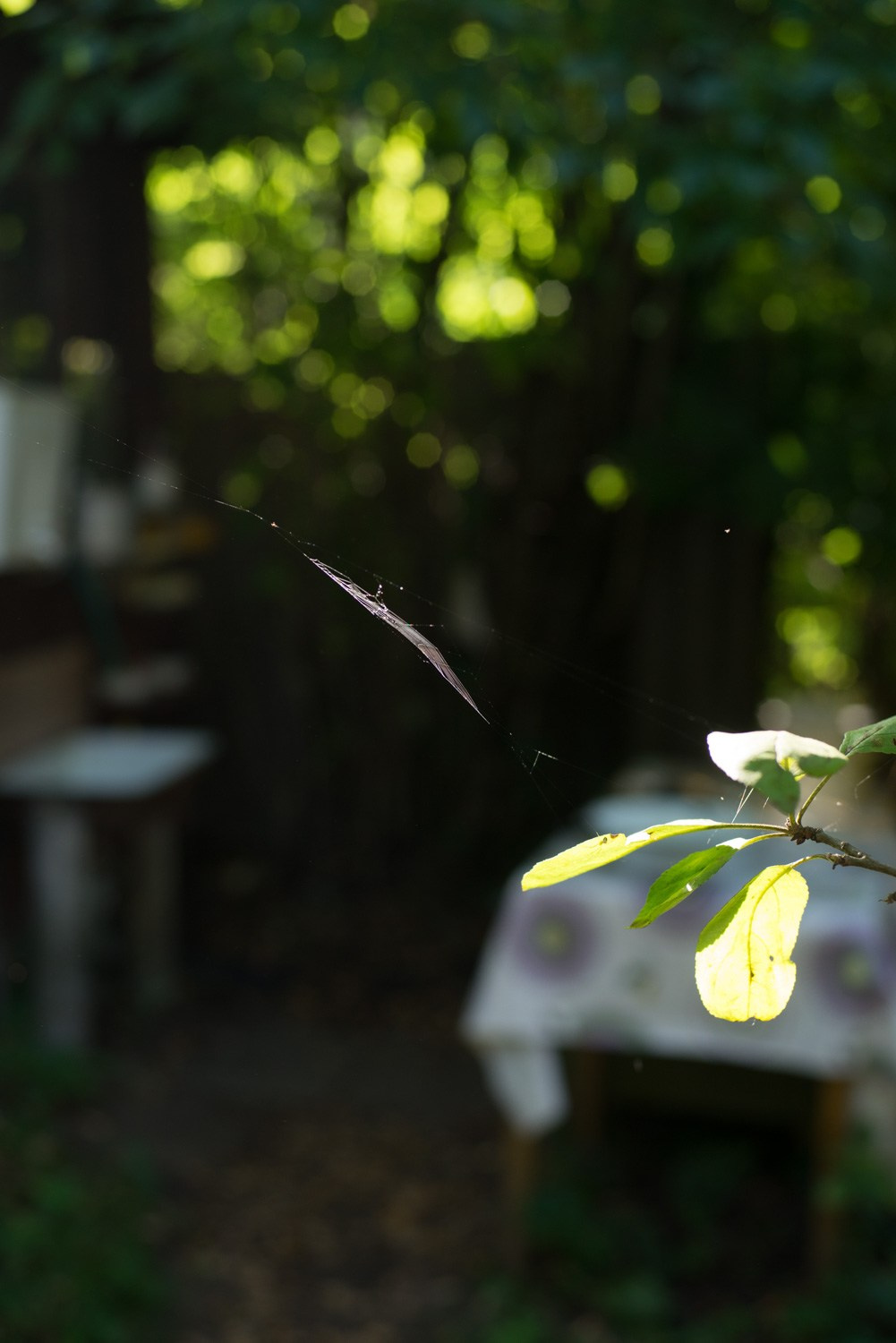 Summer Recurrences. Пётр Антонов