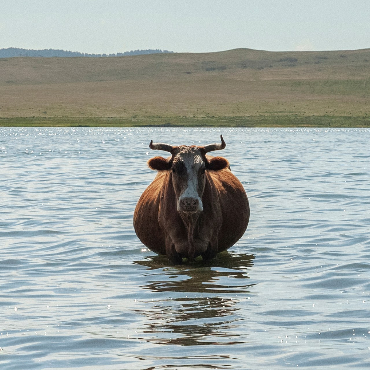 Animals and pets. Visual artist Olga Burmistrova